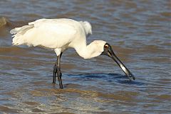 Royal Spoonbill